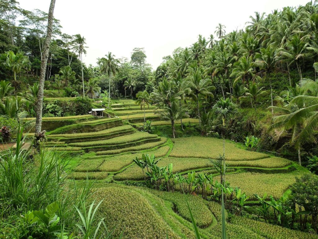 Jangan Salah! Ini Bedanya LSB dengan Green Zone