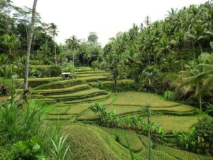 Jangan Salah! Ini Bedanya LSB dengan Green Zone