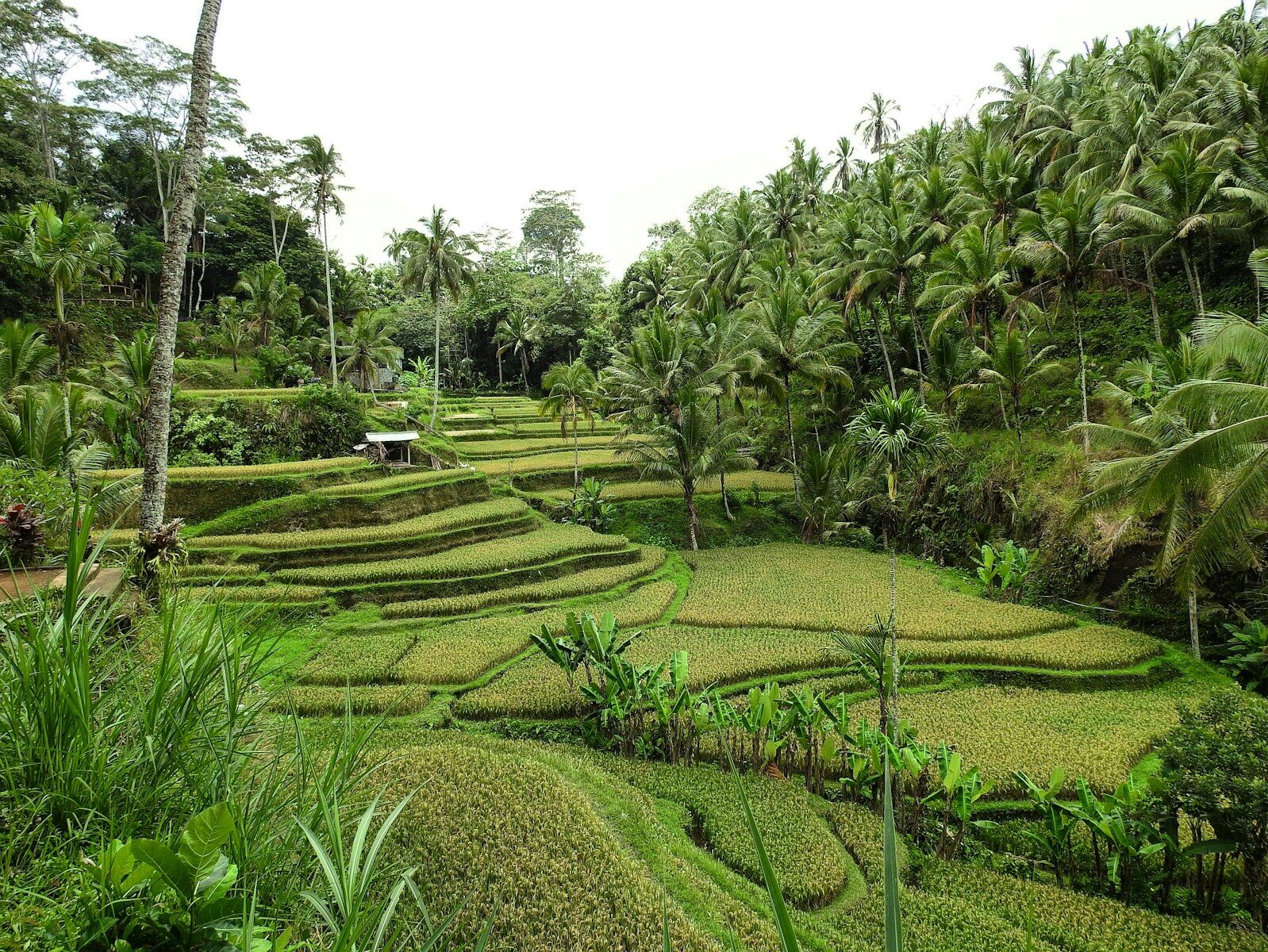 Jangan Salah! Ini Bedanya LSB dengan Green Zone