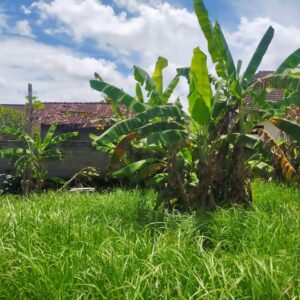 bwd-tanah-sading-mengwi-10