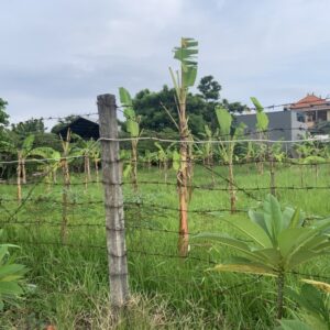 bwd-tanah-sedap-malam-4