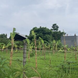 bwd-tanah-sedap-malam-8