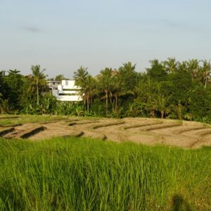 bwd-tanah-sewa-pererenan-12