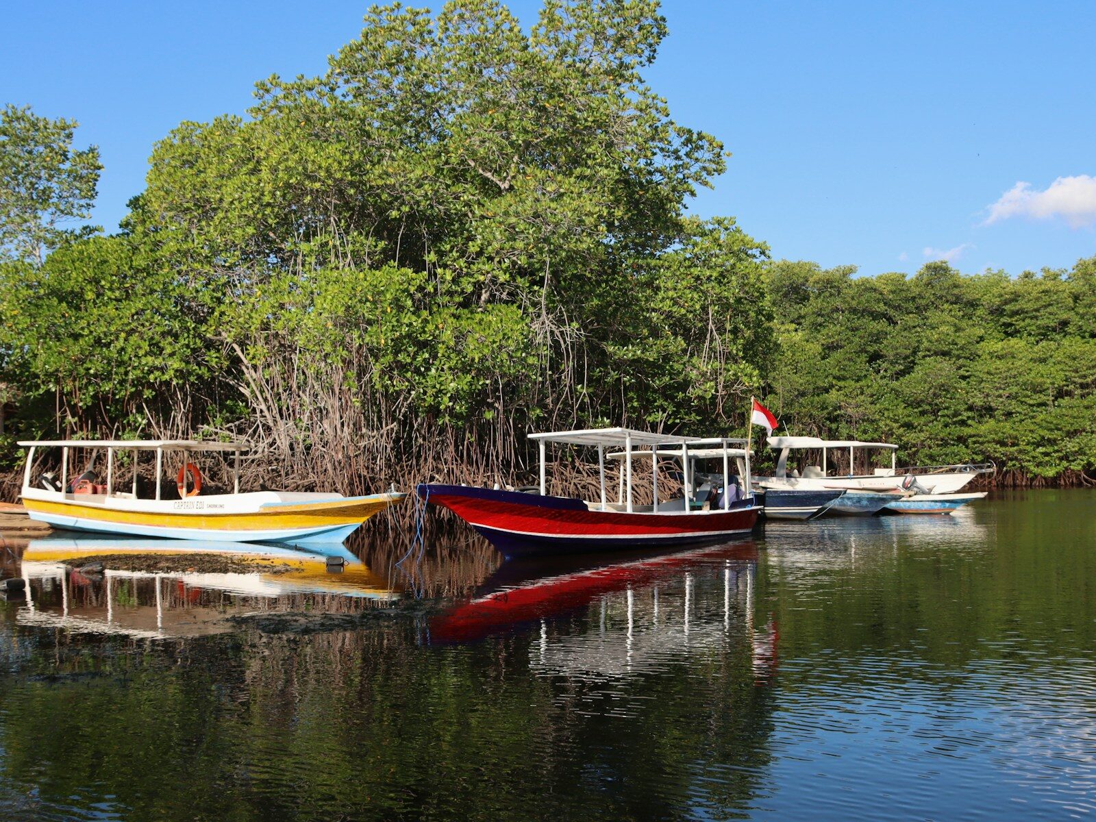 Mangrove: Benteng Terakhir Bali dari Abrasi & Banjir